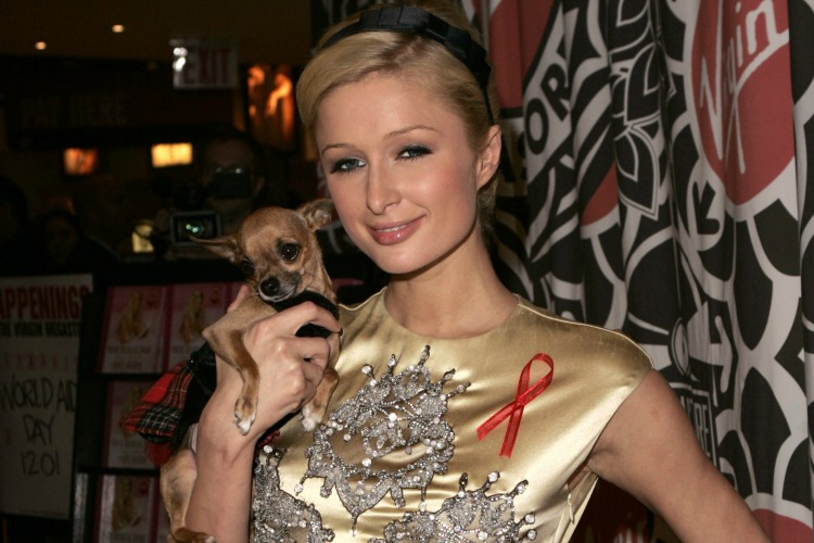 star-24-tv-paris-hilton-chien2